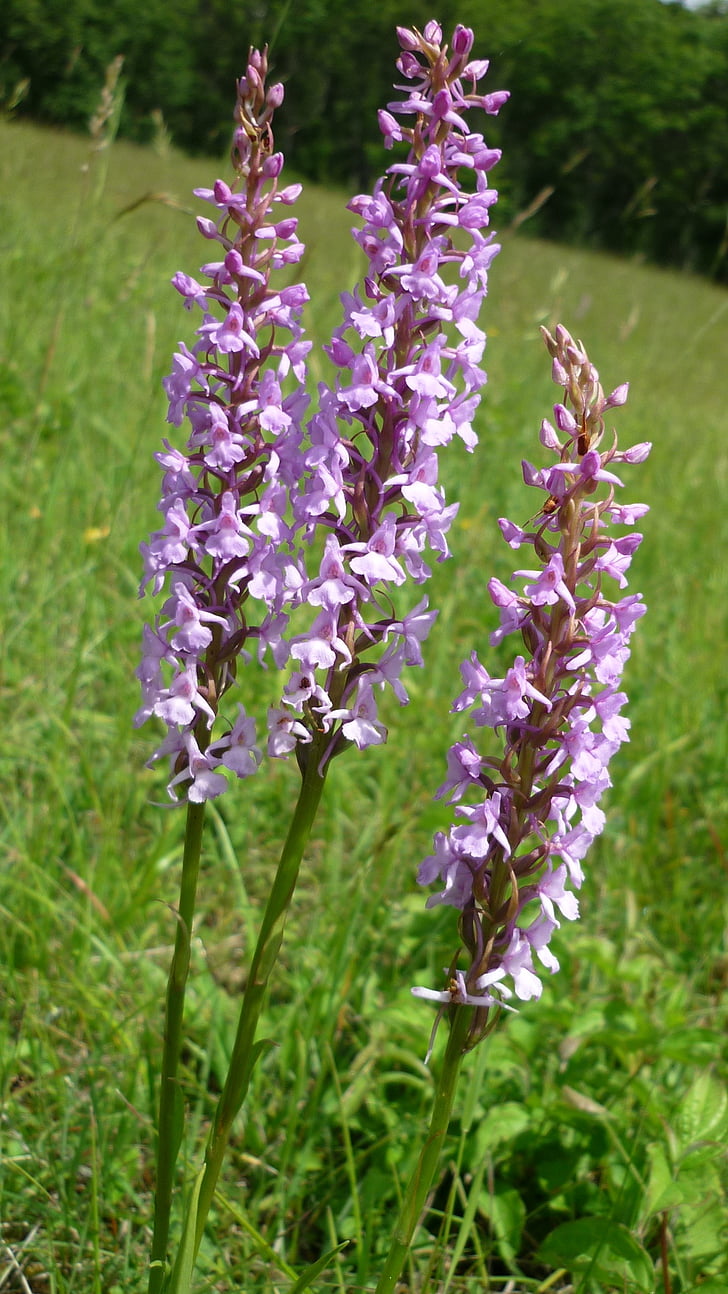 mueckenwurz, german orchid, often, attractive group, mountain meadows, protected