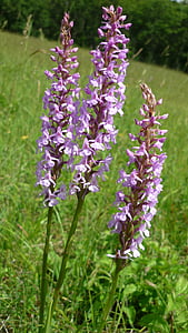 mueckenwurz, tedesco dell'orchidea, spesso, gruppo attraente, prati di montagna, protetto