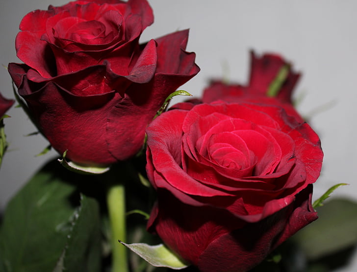 røde rose, blomster, roser