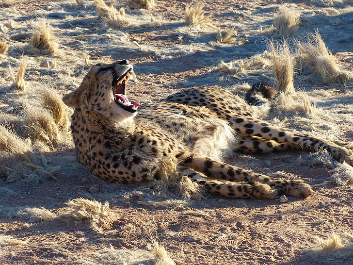 Cheetah, Namibia, Safari, Afrika, kat, stor kat, Predator