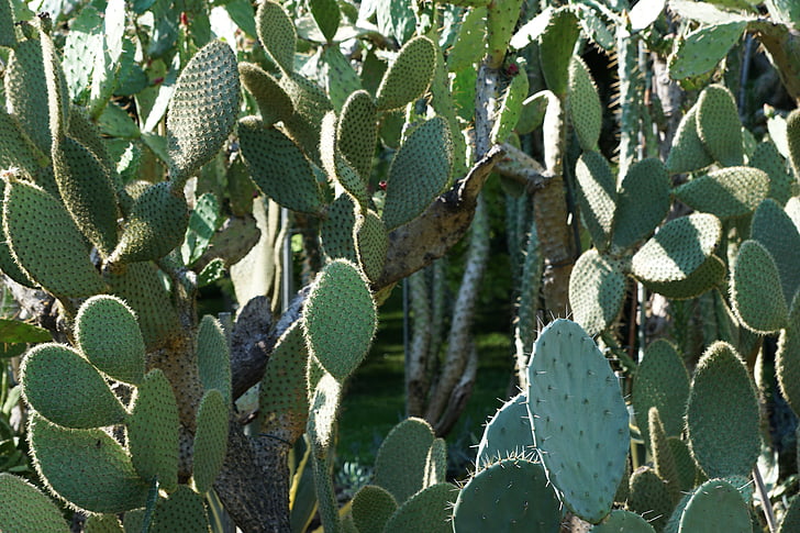 cactus, botanical garden, überlingen, lake constance, plant, green, nature
