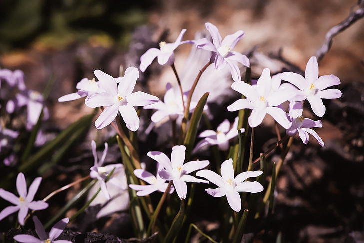 chionodoxa luciliae, white, white star hyacinths, garden, snow shine, snow pride, spring flowers