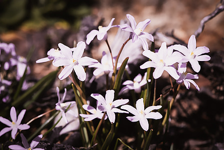 chionodoxa luciliae, 하얀, 화이트 스타 hyacinths, 정원, 눈 손질, 눈 자존심, 봄 꽃