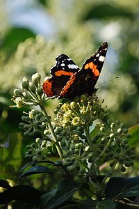 Senhora pintada, Vanessa cardui, Lepidoptera, borboleta, inseto, asa, vida selvagem