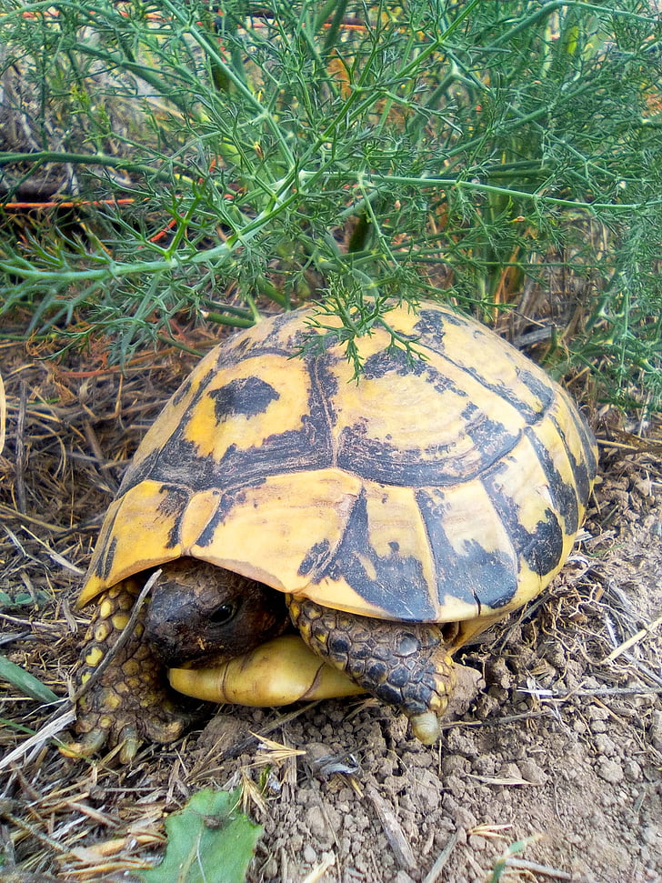 želva, sredozemske želve, Montsant, regiji Priorat, živalski vrt, naravne, živali