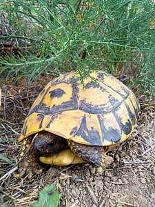 Kaplumbağa, Akdeniz kaplumbağası, montsant, Priorat, Hayvanat Bahçesi, doğal, hayvan