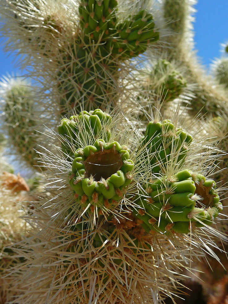 Cactus, vert, épines, épineuse, plante, flore, désert