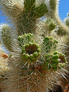 cactus, green, spines, thorny, plant, flora, desert