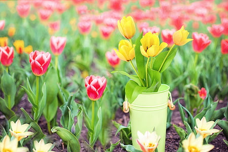 jarní květiny, žlutá, tulipány, Růžové tulipány, jaro, květy, Příroda
