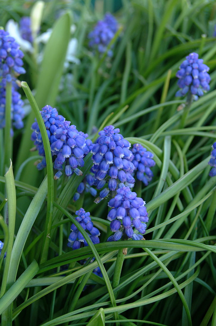 hyacinth, flower, blue, lilac, purple, spring, blossom