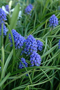 hiacintas, gėlė, mėlyna, alyvinė, violetinė, pavasarį, žiedų