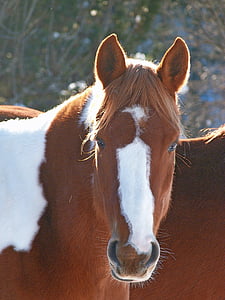 animale, cavallo, equino, testa, dalla parte anteriore, Chiuda in su, cavalli