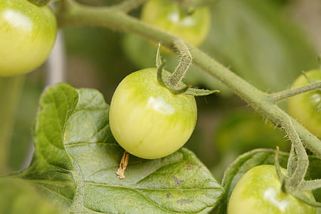 Busch-Tomaten, Tomatenpflanze, Tomaten, Gemüse, Grün, wachsen, unreif