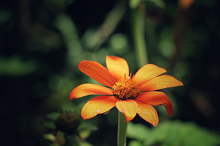 orange, flower, petal, bloom, nature, plant, blur