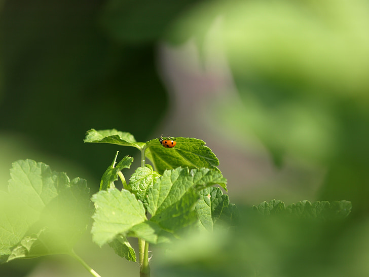 ladybug, insect, beetle, macro, lucky charm, close