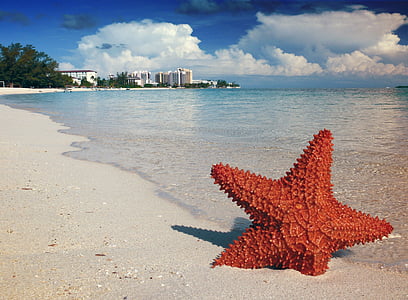 estrela do mar, areia, Bahamas, Nassau, mar, tropical, Caribe