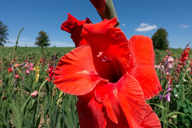 Gladiolus, sverd blomst, schwertliliengewaechs, fargerike, grønn, blomst, natur