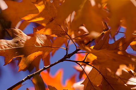 秋, 葉, カラフルです, グリーン, シーズン, 熱, 美しい