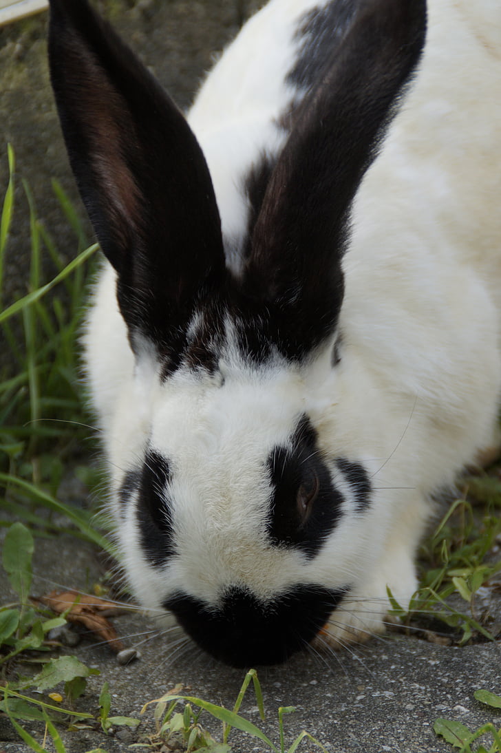 stall hase, Hare, sort og hvid, nager, ører, lange eared, tøjdyr