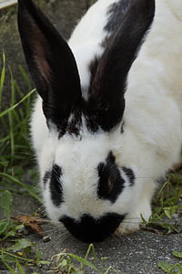 hase คอก, กระต่าย, สีดำและสีขาว, nager, หู, ยาว eared, น่ากอด