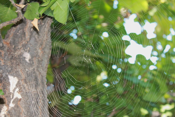 edderkoppespind, Web, træ, spindelvæv, Trap, arachnid, mønster