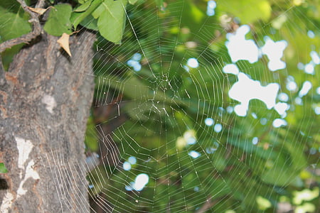 spider web, web, tree, cobweb, trap, arachnid, pattern