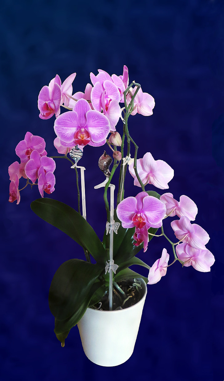 orchid, flower, plant, violet, beauty, blossom, bloom