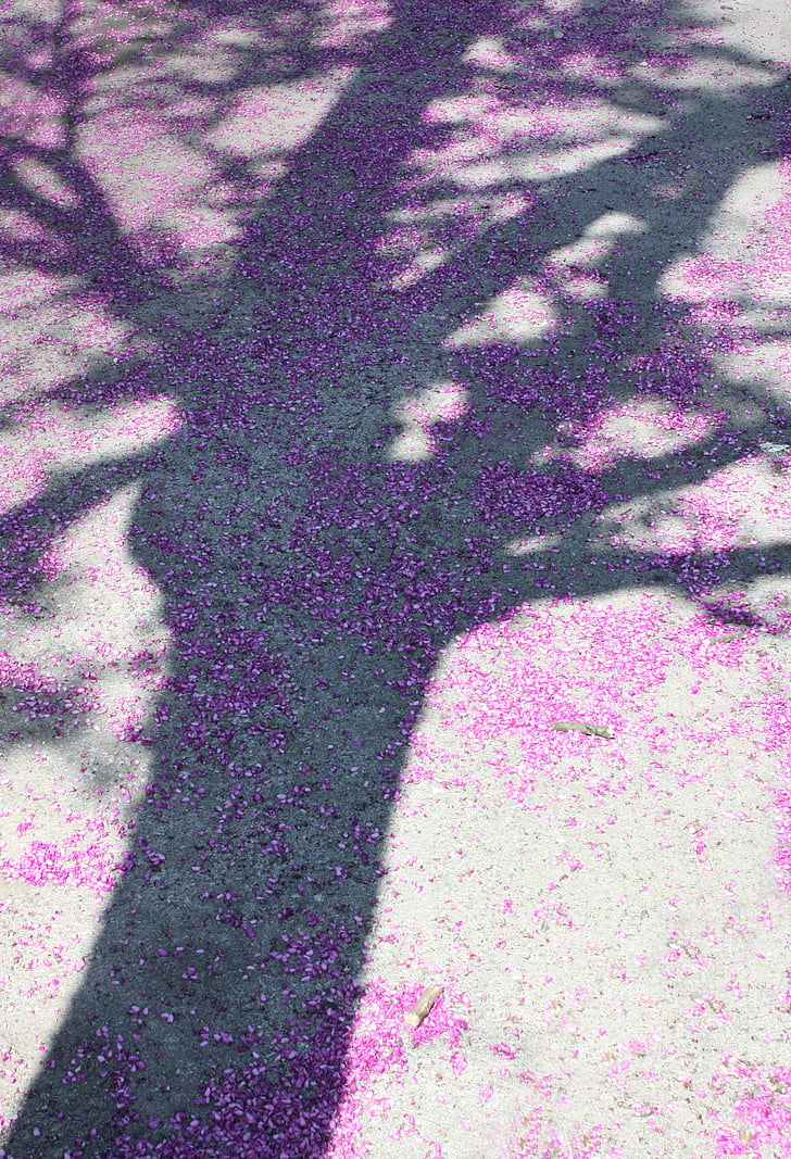tree, spring, nature, shadow, purple flowers