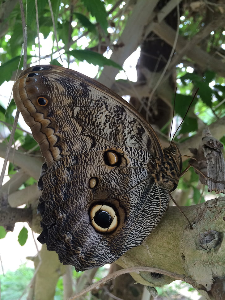 metulj, krila, prikrivanje, narave, insektov, živali, prosto živeče živali