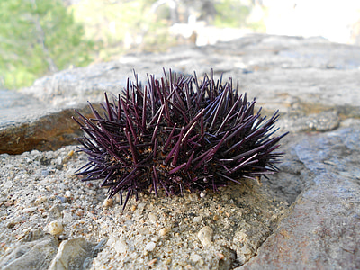 sea urchin, animal, nature, marine, natural, wildlife, summer