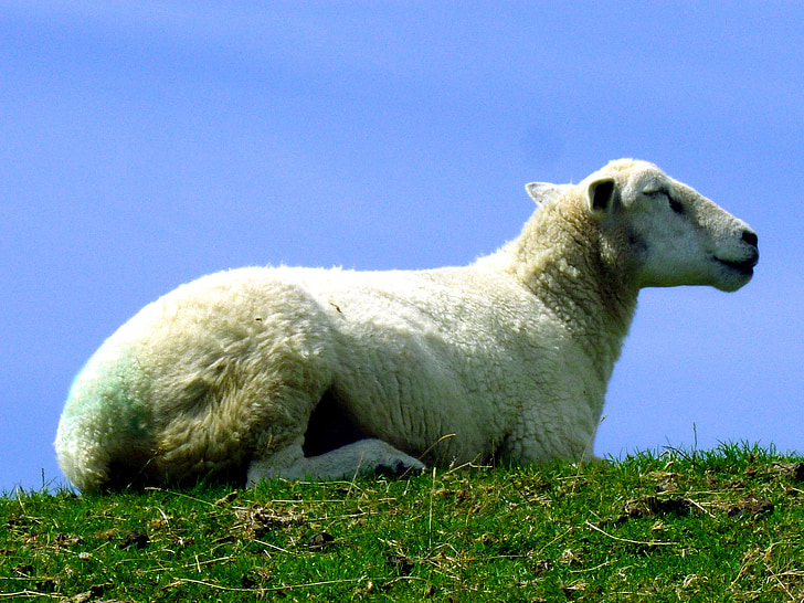 moutons, femelle, animal, mammifère, couché, peau de mouton, blanc