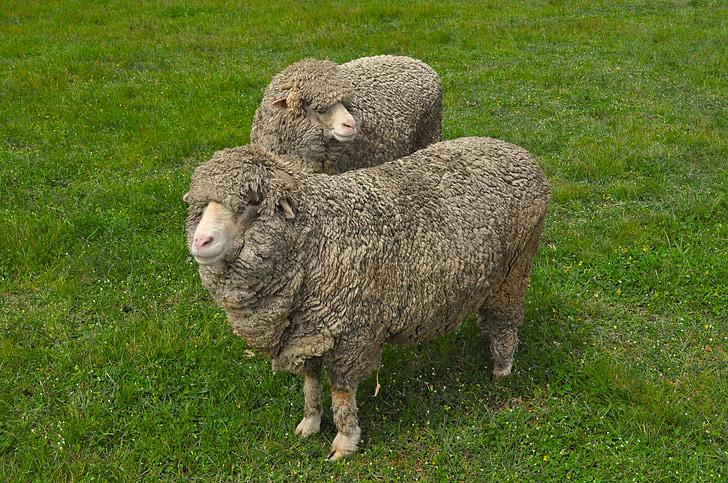 schapen, wol, paddock, dier, boerderij, lam