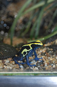 Frosch, blau gelb, giftig, Tier, Natur, Amphibie, Tierwelt