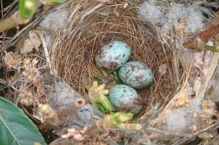 birds nest, close, wildlife, animal, life, nature, nest