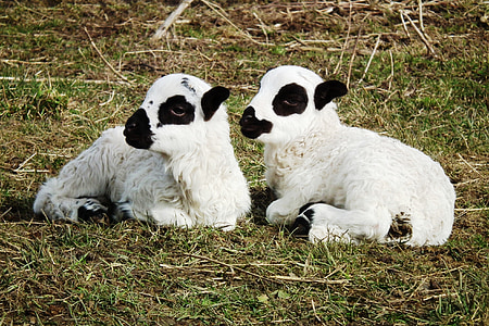 schapen, lam, lammeren, weide, schattig, wol, broers