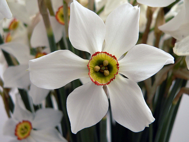 꽃, 하얀, 빌려준된 릴리, 자연, 공장, 꽃, 봄