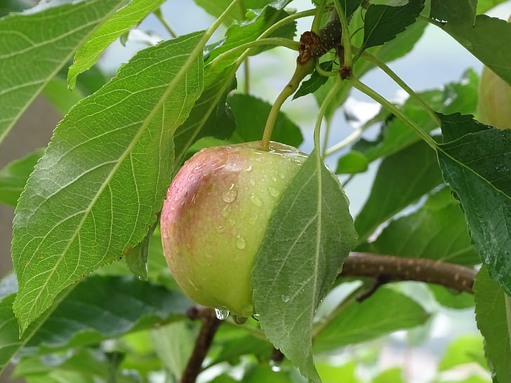 Apple, bắt đầu mùi, mùa hè, vùng South tyrol, trái cây, du lịch, màu xanh lá cây