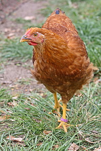 Hahn, Νέοι, κοτόπουλο, νομοσχέδιο, Δρέσδη: κοτόπουλο