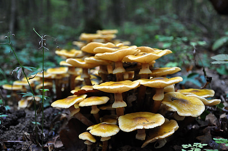 mushroom, forest, autumn, billet mushrooms