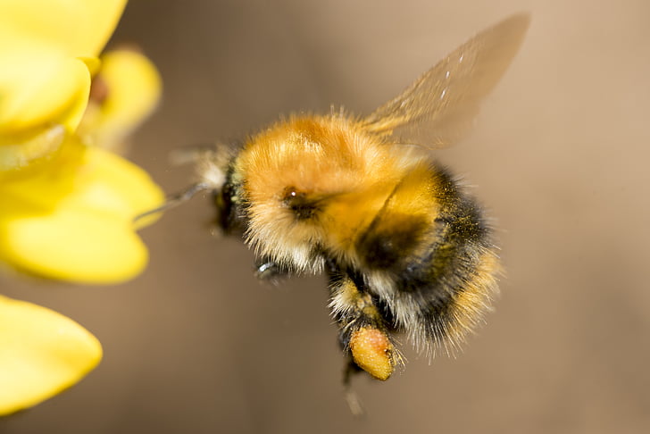 méh, rovar, virágpor, menet közben, szárny, elfoglalt, makró