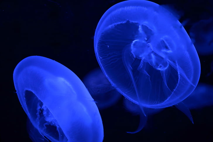 méduse, animal, bleu, Aquarium, créature aquatique