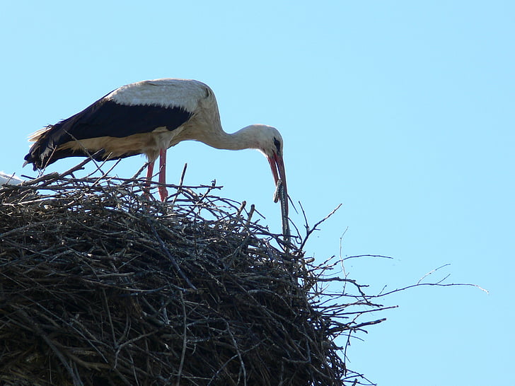 stork, viper, meal, nest, bird, animal Nest, wildlife
