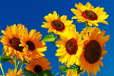 sunflower, flower meadow, bee, golden october, close, yellow, blossom
