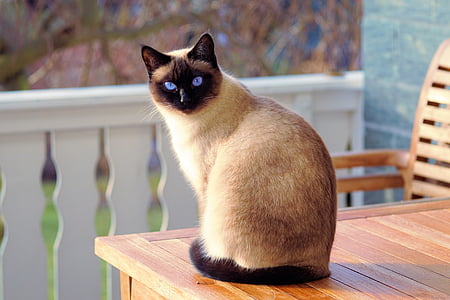 adorable, animal, blur, breed, cat, cat's eyes, chair