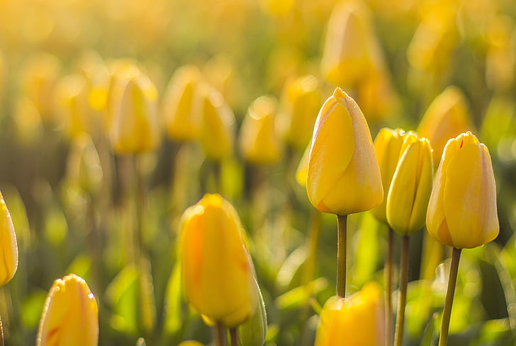 Belanda, bunga, musim semi, pagi, Lisse, bohlam bidang, Tulip