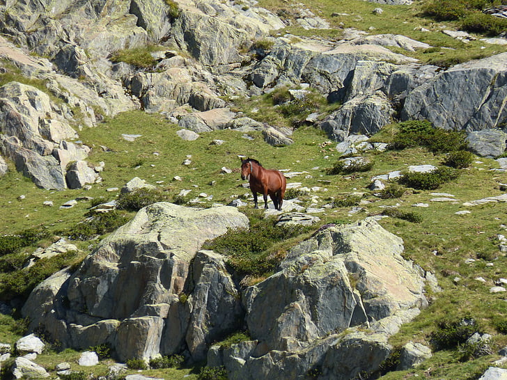 konj, stijene, visoke planine, Pyrénées, luka tavascan, domena, priroda