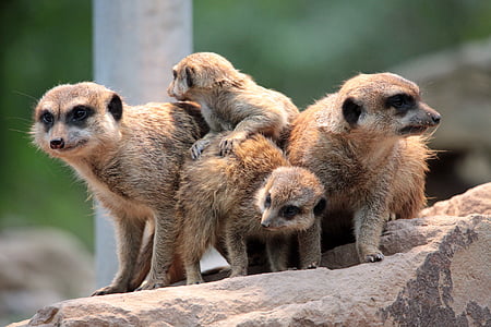 Meerkat, Grupo, bonito, pacote, família, jardim zoológico