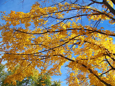 sárga, juhar, fa, levelek, ősz, őszi, ágak