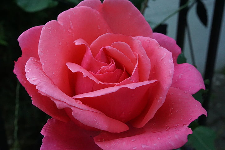 rose, blossom, bloom, pink, nature, close, flower