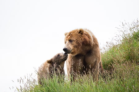 kodiak brown bears, cub, female, wildlife, predator, wild, nature
